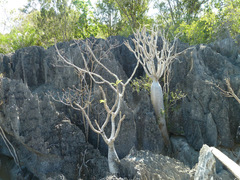 Pachypodium lamerei var. ramosum image