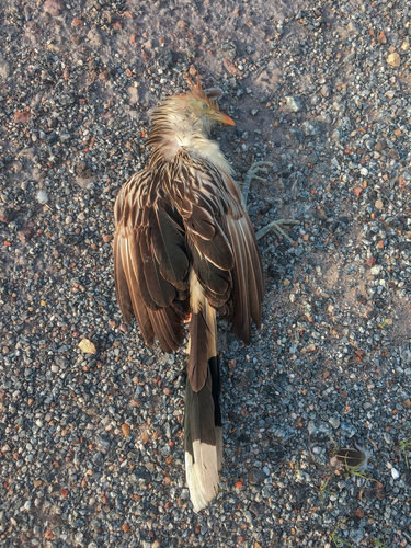 Guira Cuckoo