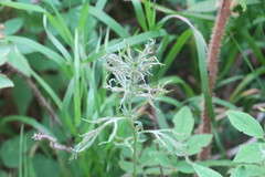 Artemisia tilesii