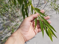 Salix acutifolia