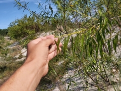 Salix acutifolia
