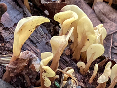 Spathulariopsis