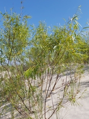 Salix acutifolia