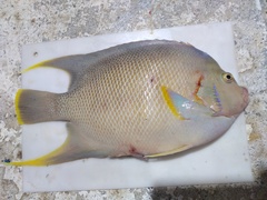 Holacanthus bermudensis