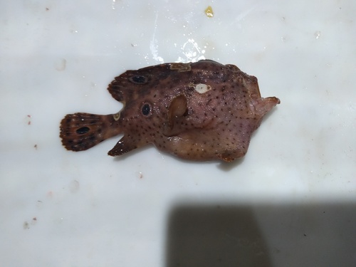 Ocellated frogfish (Fowlerichthys ocellatus) — Antennariidae — 4
