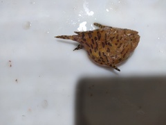 Antennarius scaber