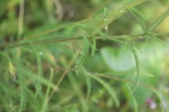 Achillea asiatica