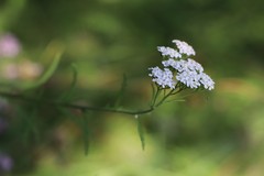 Achillea asiatica
