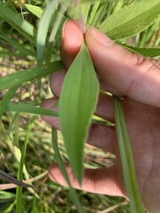 Eupatorium altissimum