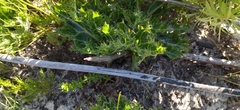 Lichtensteinia lacera
