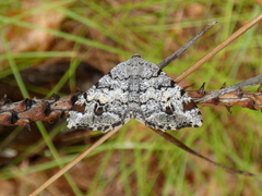 Macaria granitata
