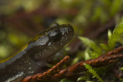 Ambystoma macrodactylum macrodactylum