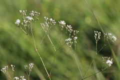Gypsophila altissima