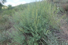 Chamaecytisus
