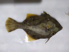 Stephanolepis hispida