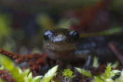 Ambystoma macrodactylum macrodactylum