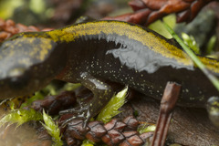 Ambystoma macrodactylum macrodactylum