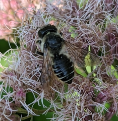 Megachile inermis
