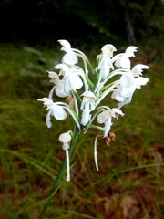 Platanthera blephariglottis blephariglottis