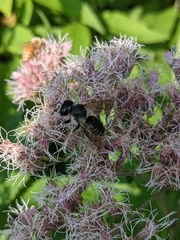 Megachile inermis