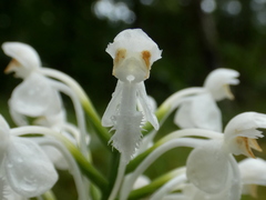 Platanthera blephariglottis blephariglottis