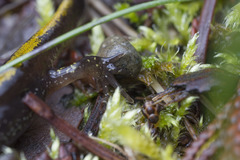 Ambystoma macrodactylum macrodactylum