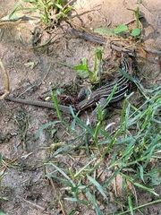 Aspidoscelis sonorae