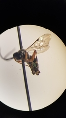 Tryphoninae