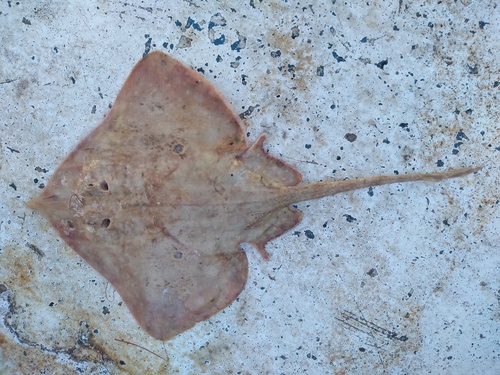 Roundel skate (Raja texana) — Rajidae — 2