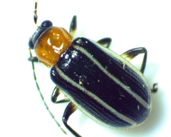 Acalymma vinctum