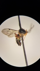 Tryphoninae