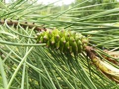 Pinus pinaster