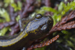 Ambystoma macrodactylum macrodactylum