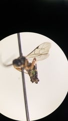 Tryphoninae