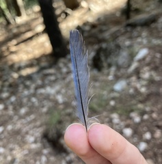 Cyanistes caeruleus calamensis