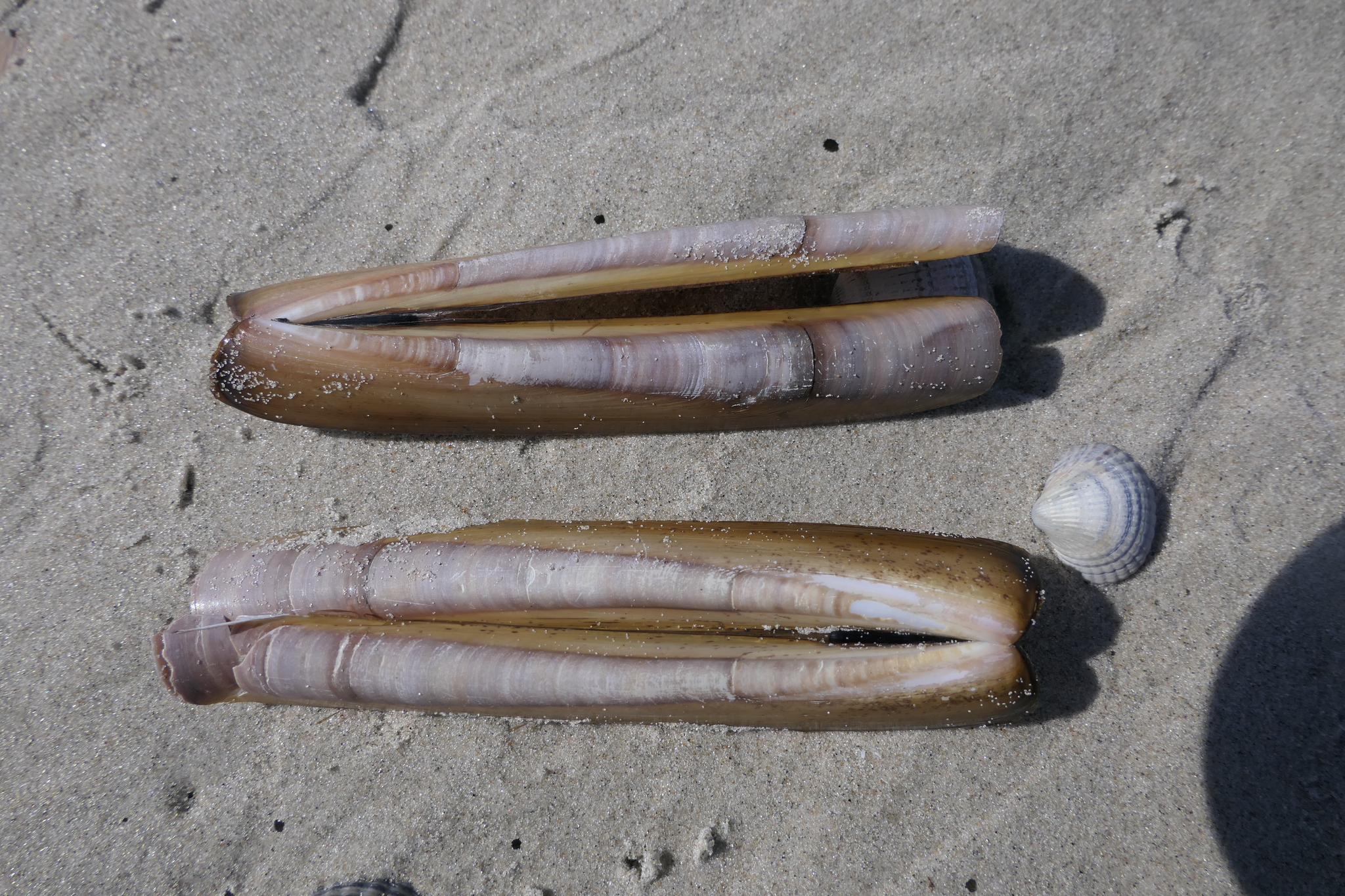 Atlantic Jackknife (Ensis leei) · iNaturalist