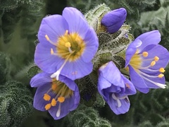 Polemonium eddyense