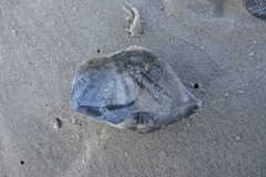 Zirfaea crispata