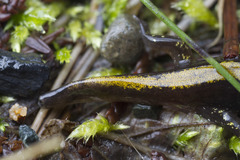 Ambystoma macrodactylum macrodactylum