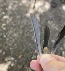 Cyanistes caeruleus calamensis