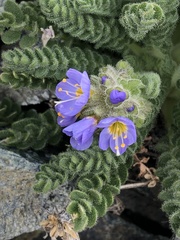 Polemonium eddyense