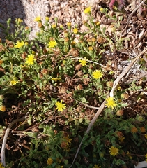 Pulicaria microcephala