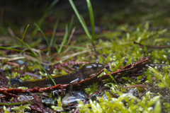 Ambystoma macrodactylum macrodactylum
