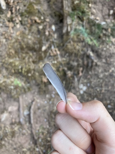 Plume de Mésange noire