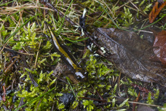 Ambystoma macrodactylum macrodactylum