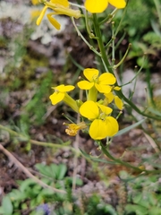 Erysimum rhaeticum