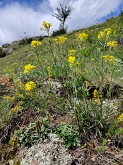 Erysimum rhaeticum
