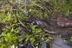 Ambystoma macrodactylum macrodactylum