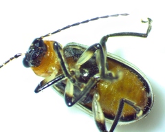 Acalymma vinctum