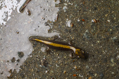 Ambystoma macrodactylum macrodactylum